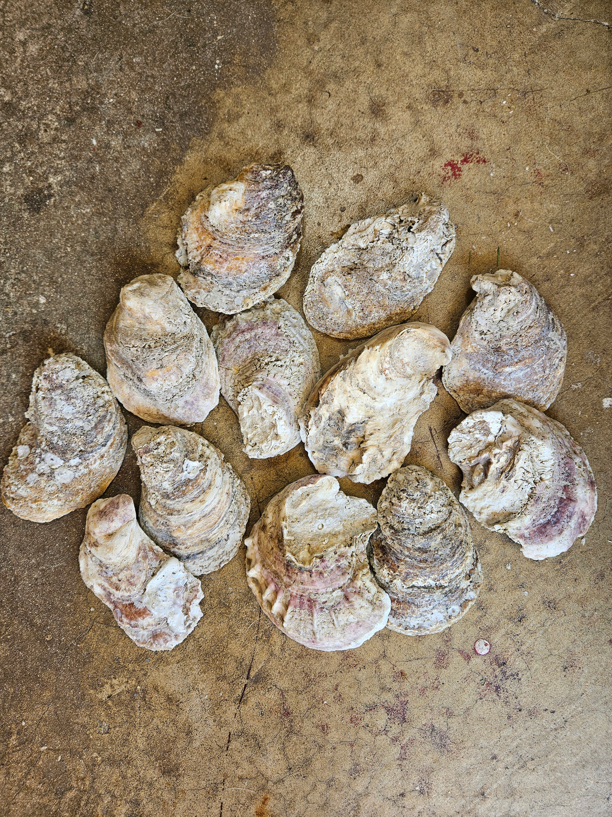 RESERVED -12 -4 Inch Louisiana Oyster Shells