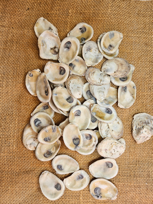 1.5 -1.75" of Flat Small Oyster Shells 50
