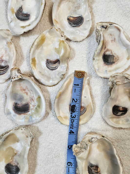 12-3.5 Inch Oyster Shells
