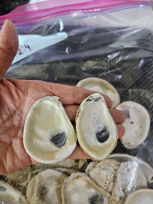 2-2.4"Inch Flat & Semi Cup Oyster shells