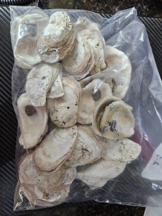 37 Oyster Shells Flats and Cups 2.5-3 Inches