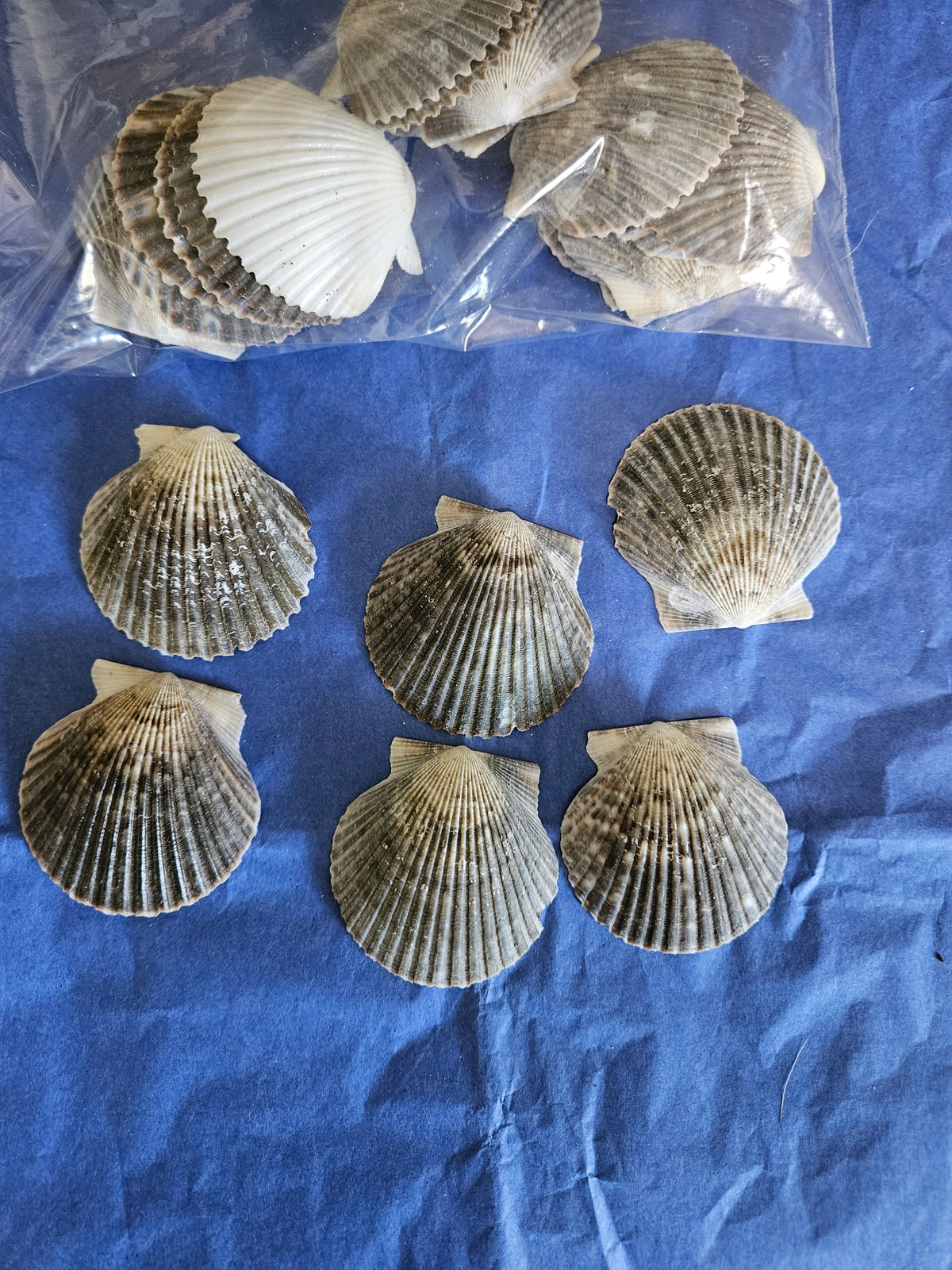 50 Pieces of White & Gray Scallop Clam Shells