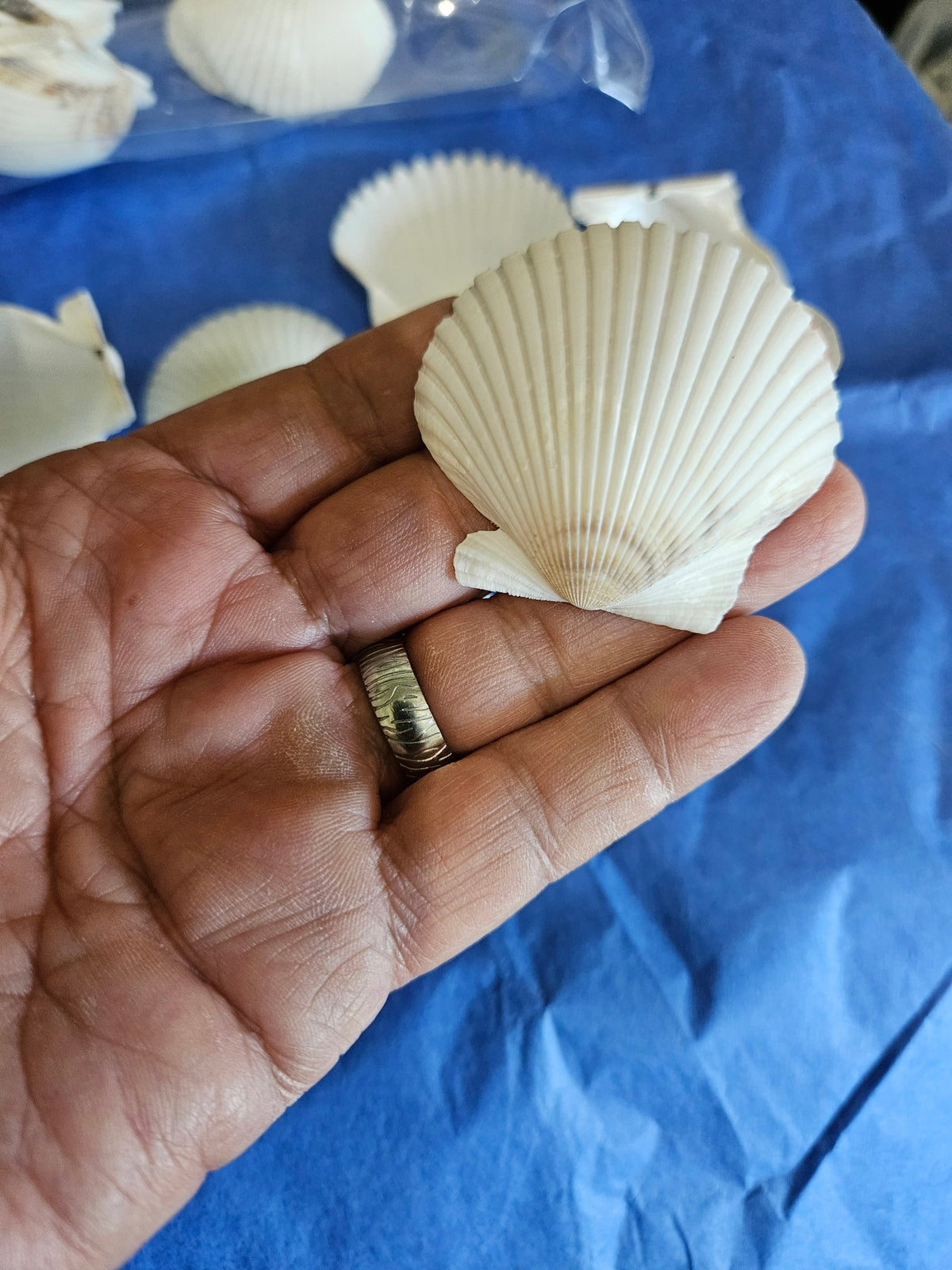 50 Pieces of White & Gray Scallop Clam Shells