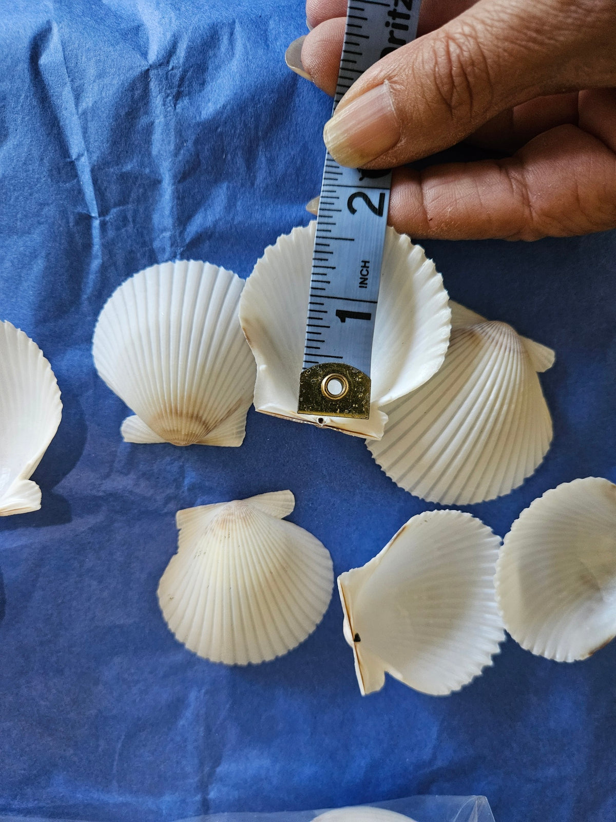 50 Pieces of White & Gray Scallop Clam Shells