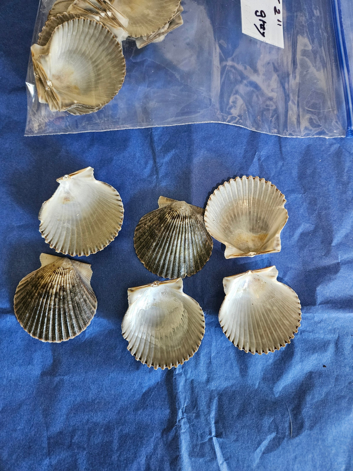 50 Pieces of White & Gray Scallop Clam Shells