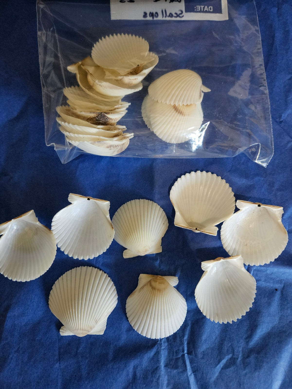 50 Pieces of White & Gray Scallop Clam Shells