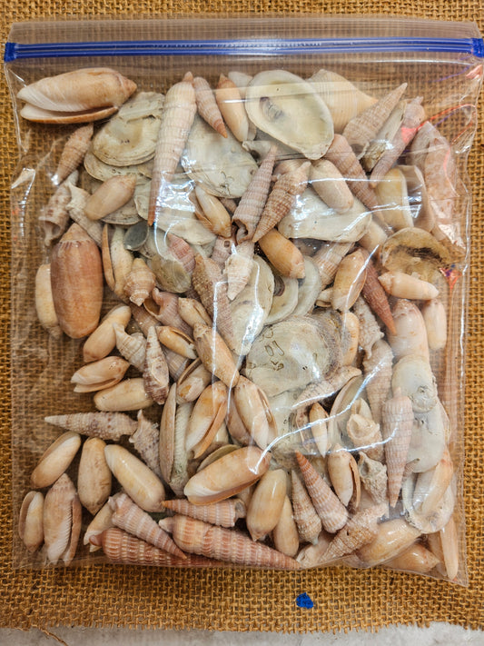 Mixed Assorted Shell Bag
