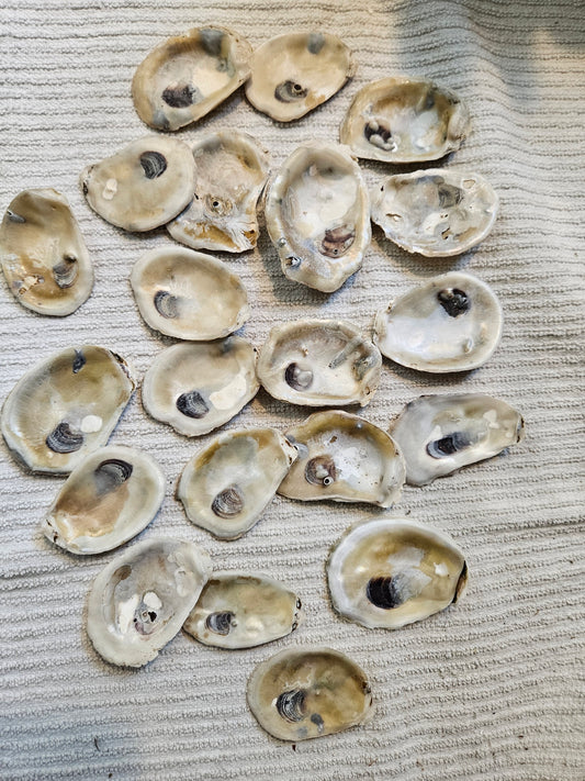 2" Inch flat Oyster Shells for crafting