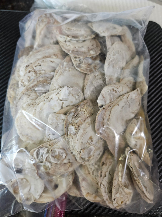 2 Pounds of Oyster Shells 2.5-3 Inches