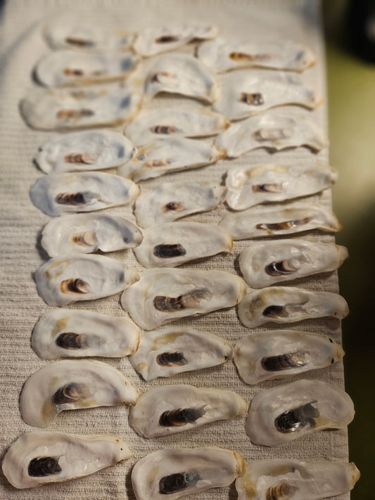30 - 3.5 Inch Narrow Flat Oyster Shells