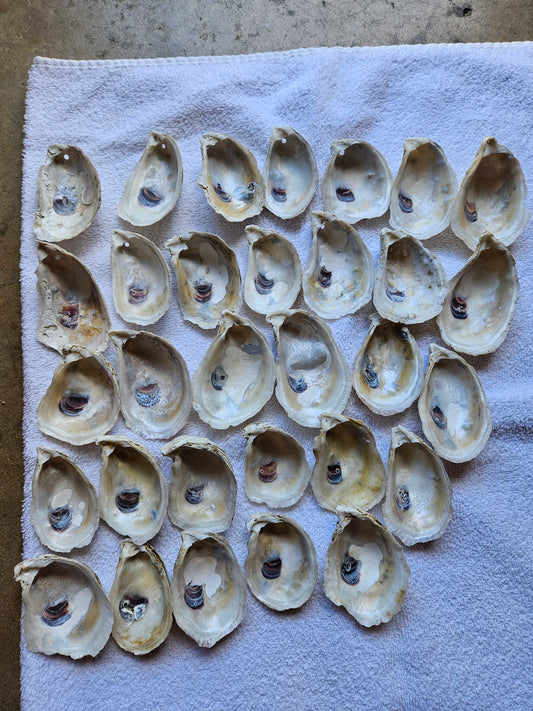 30 Drilled Oyster Shell Cups 3-3.5" inches