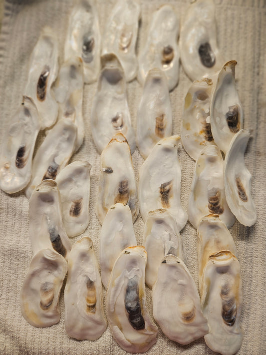 3 to 3.25" Inch Narrow white Oyster Shells 25 Pieces