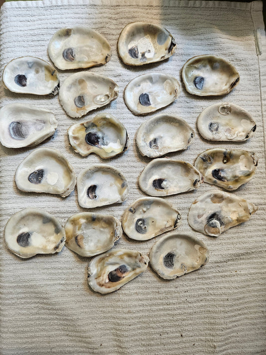 40 2-3 Inch Flat Oyster Shells