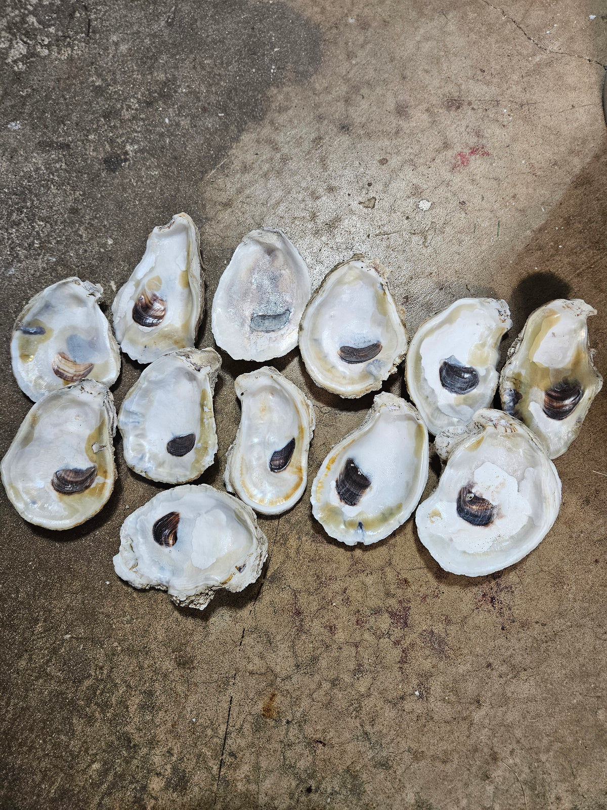 RESERVED -12 -4 Inch Louisiana Oyster Shells