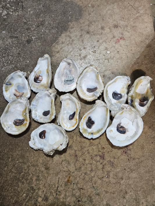 RESERVED -12 -4 Inch Louisiana Oyster Shells