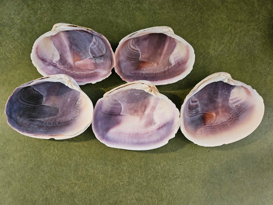 9 Clam Shells for Craft Projects