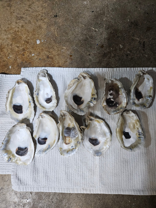 5 Inch Oyster shells for Crafting set of 12