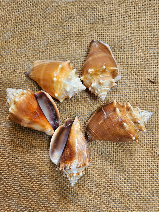 18 Florida Conch Shells