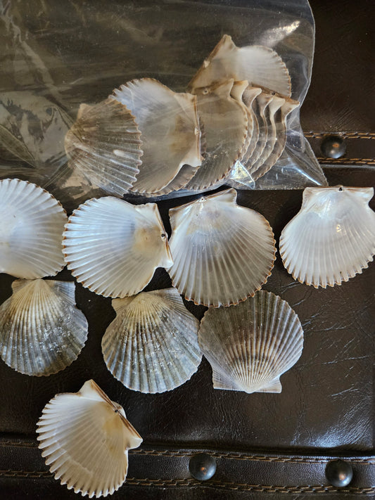 40 Pieces of Gray Scallop Clam Shells 2 Inches