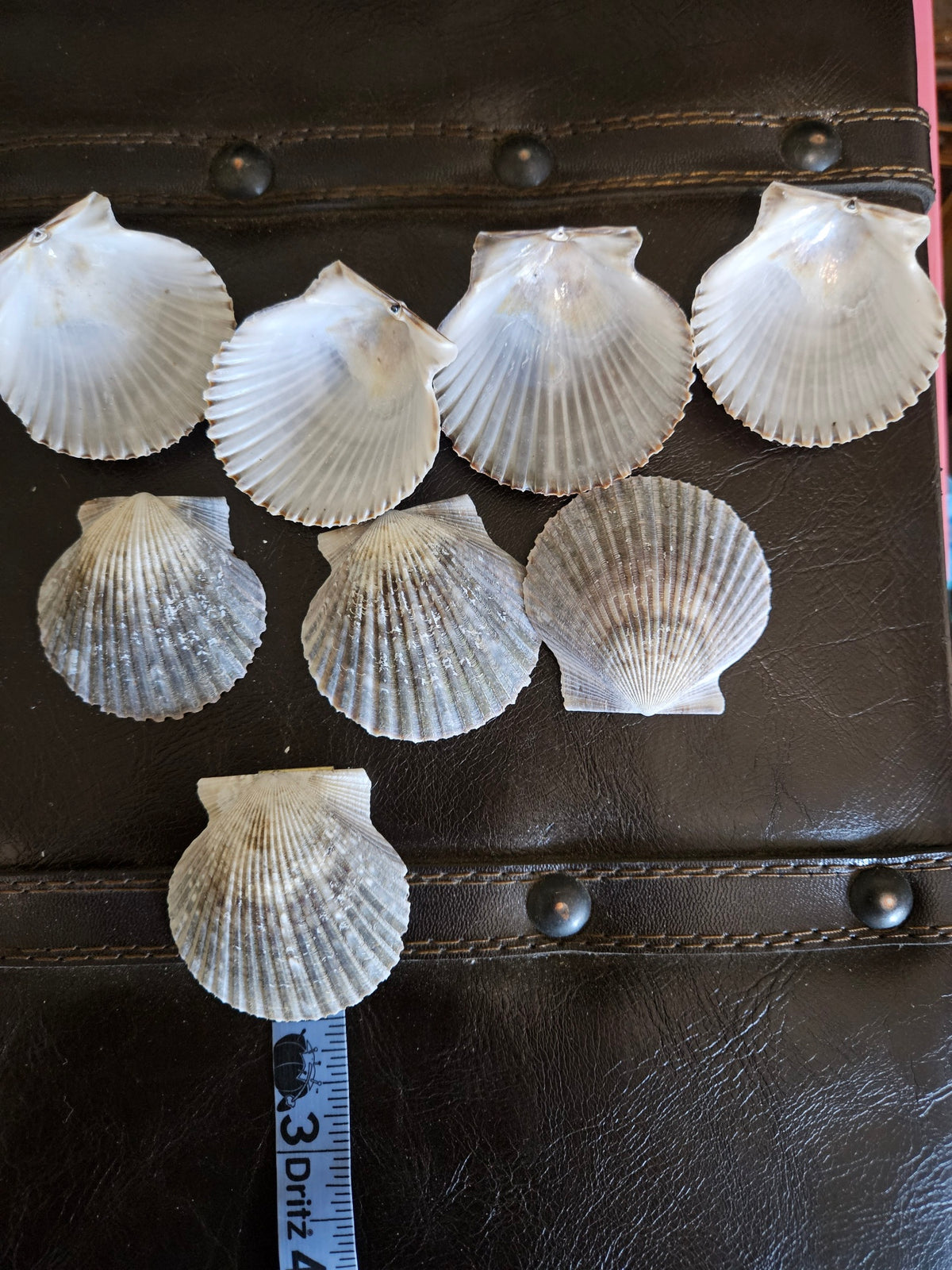 40 Pieces of Gray Scallop Clam Shells 2 Inches