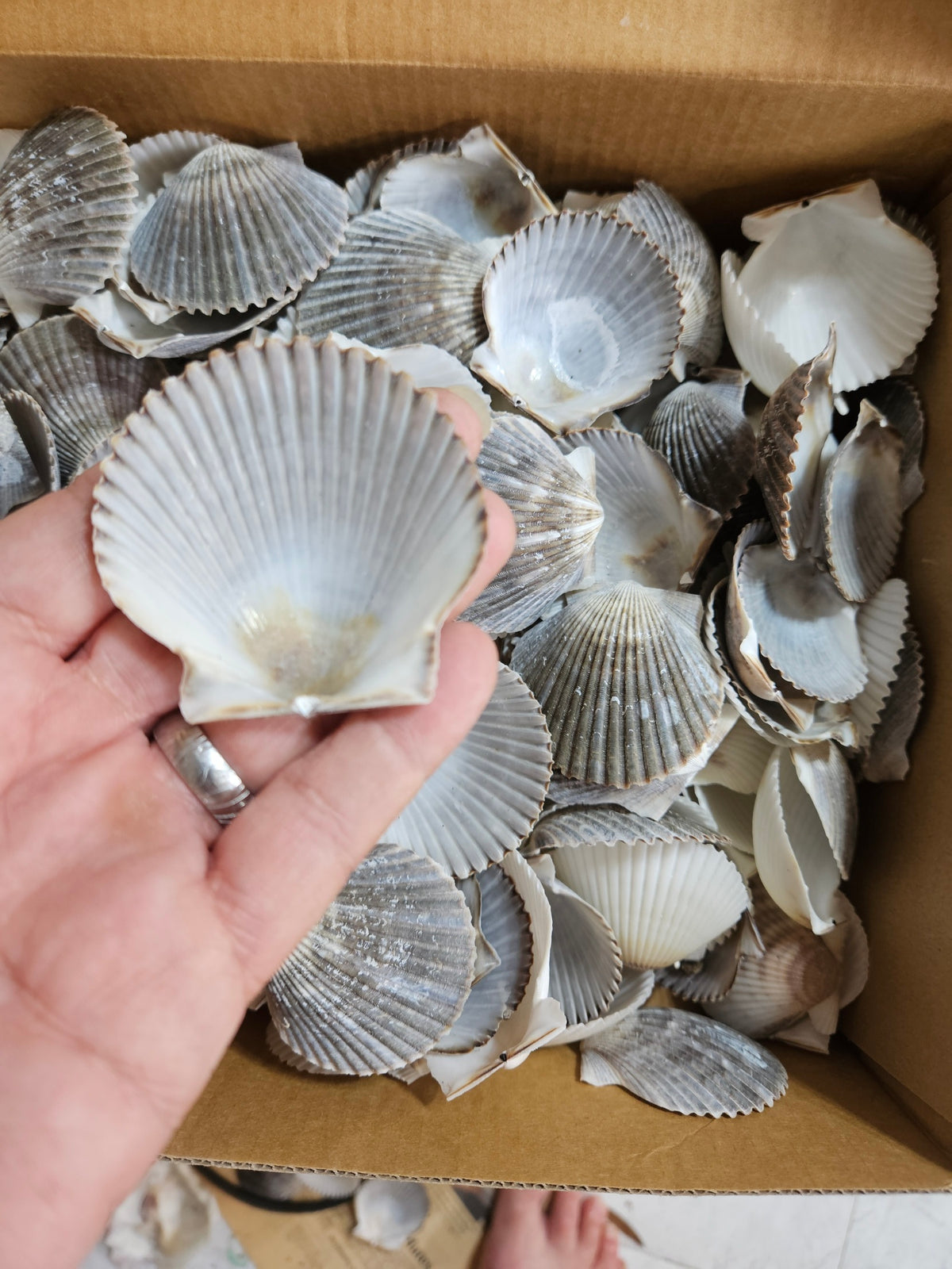40 Pieces of Gray Scallop Clam Shells 2 Inches