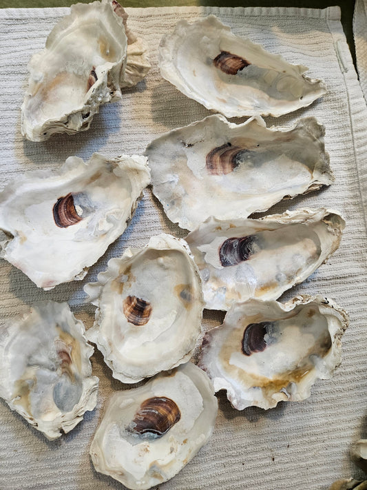 9 Super large Oyster Shells Cups