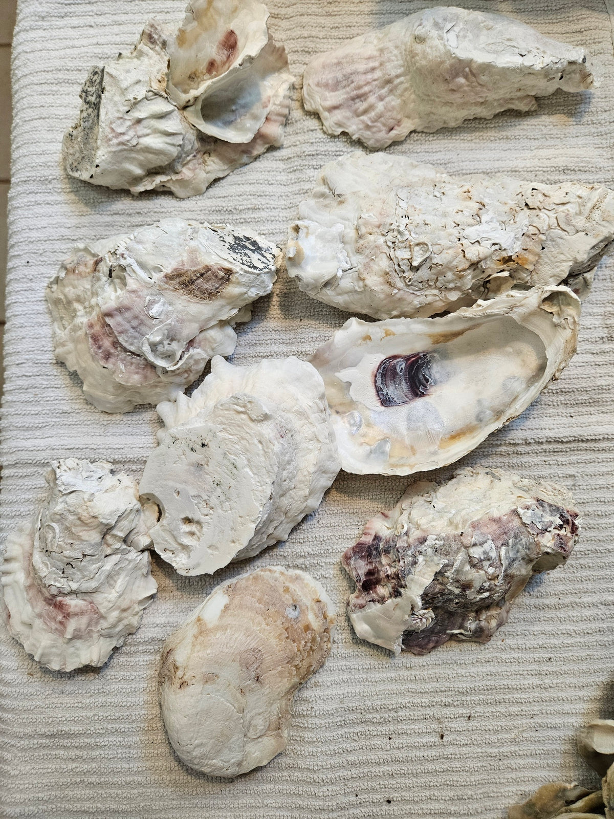 9 Super large Oyster Shells Cups