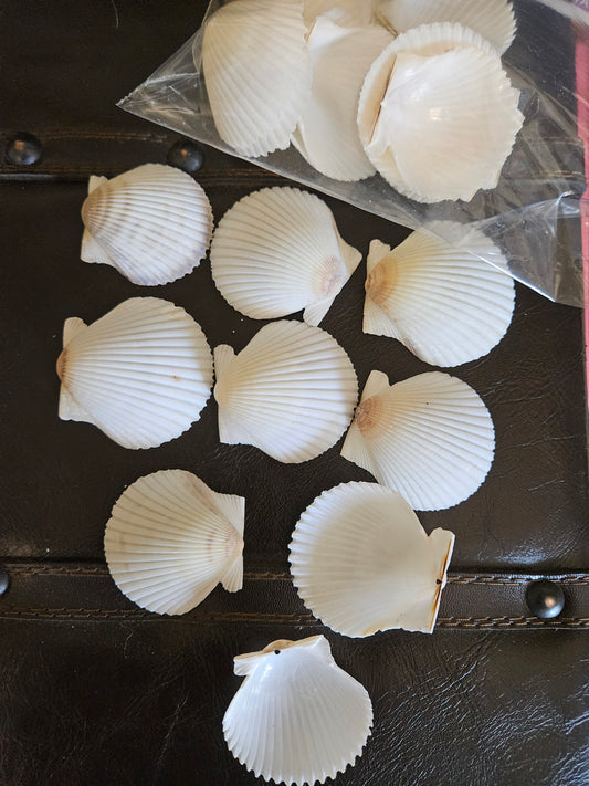 40 Pieces of White Scallop Clam Shells 2 Inches