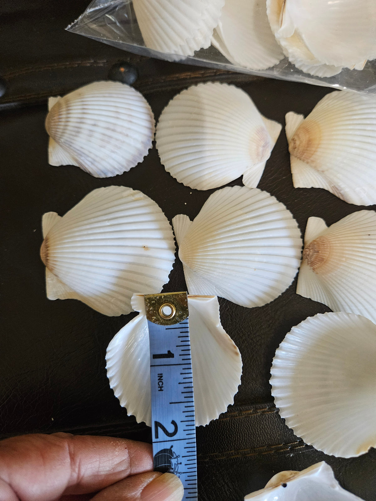 40 Pieces of White Scallop Clam Shells 2 Inches