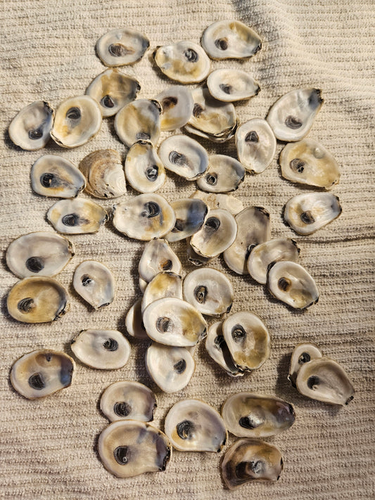 1-1.5" Inch small Oyster Shells 50 Pieces